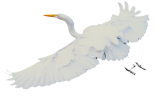 Egret